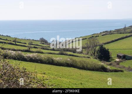 Blick vom South West Coastal Path, der über Felder zur Salcombe-Mündung in der Nähe von Sidmouth, Devon führt. Stockfoto