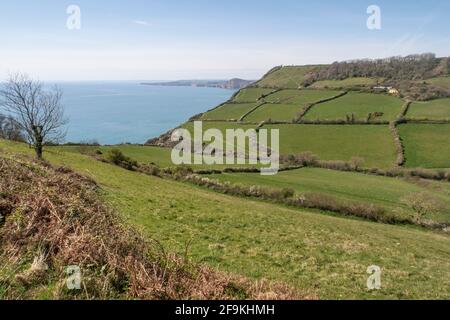 Blick vom South West Coastal Path, der über Felder zur Salcombe-Mündung in der Nähe von Sidmouth, Devon führt. Stockfoto