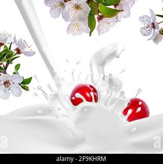 Kirsche fällt in Milch. Splash isoliert auf weißem Hintergrund Stockfoto