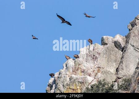 griffon-Geier, Gyps fulvus, mehrere Vögel, die auf einer Klippe ruhen und über einer Klippe fliegen, Spanien, Europa Stockfoto