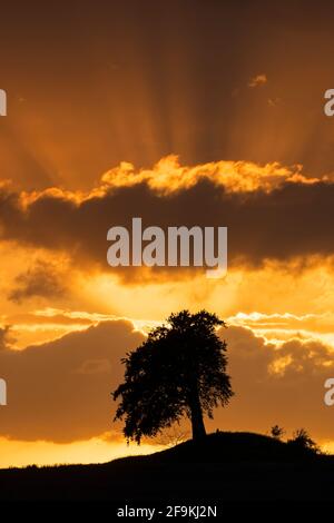 Europäische Buche / Buche (Fagus sylvatica) Der Baum wurde vor dem orangefarbenen Sonnenuntergang am Himmel silhouettiert Stockfoto