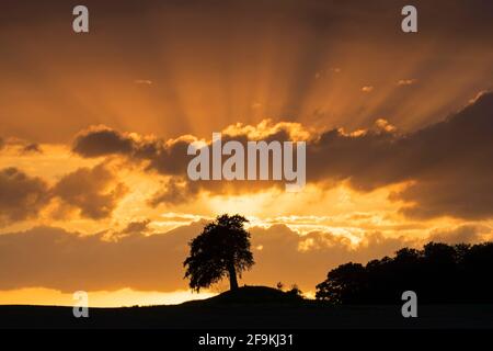 Europäische Buche / Buche (Fagus sylvatica) Der Baum wurde vor dem orangefarbenen Sonnenuntergang am Himmel silhouettiert Stockfoto