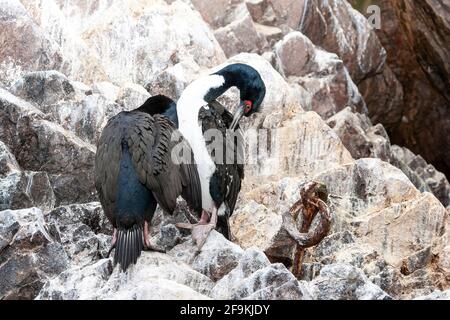 guanay-Kormoran, Leucocarbo bougainvilliorum, zwei Erwachsene, die auf Felsen an der Küste, Islas Ballestas, Peru, stehen Stockfoto