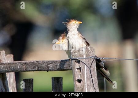 guira Kuckuck, Guira guira, Erwachsene, die auf einem Holzzaun sitzen, Montevideo, Uruguay Stockfoto