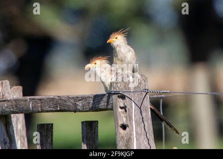 guira Kuckuck, Guira guira, Erwachsene, die auf einem Holzzaun sitzen, Montevideo, Uruguay Stockfoto