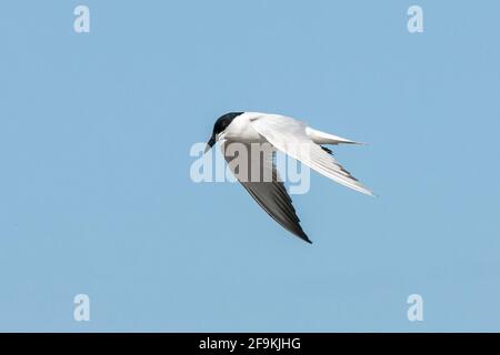 Möwenschnabelseeschwalbe, Gelochelidon nilotica, alleinerziehend im Flug, Yepoon, Queensland, Australien Stockfoto