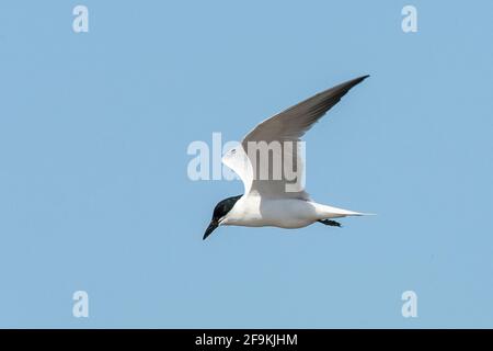 Möwenschnabelseeschwalbe, Gelochelidon nilotica, alleinerziehend im Flug, Yepoon, Queensland, Australien Stockfoto