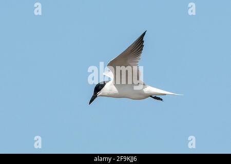 Möwenschnabelseeschwalbe, Gelochelidon nilotica, alleinerziehend im Flug, Yepoon, Queensland, Australien Stockfoto