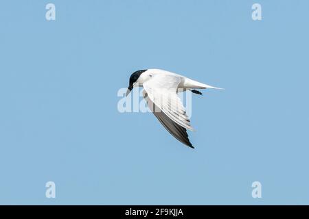 Möwenschnabelseeschwalbe, Gelochelidon nilotica, alleinerziehend im Flug, Yepoon, Queensland, Australien Stockfoto