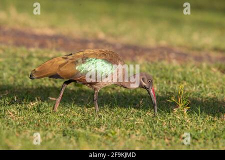 Hadada-Ibis oder Hadada-Ibis, Bostrychia hagedash, Erwachsene, die sich mit kurzer Vegetation ernähren, Amboseli, Kenia, Ostafrika Stockfoto