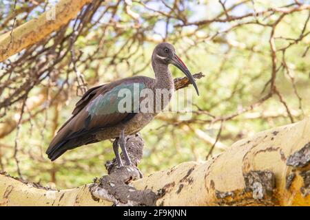 Hadada-Ibisse oder Hadada-Ibisse, Bostrychia hagedash, Erwachsene, die auf einem Ast des Baumes stehen, Amboseli, Kenia, Ostafrika Stockfoto
