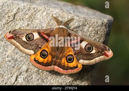 Ein atemberaubender männlicher Kaiser Moth, Saturnia pavonia, der im Frühling auf einem Felsen thronen kann. Stockfoto