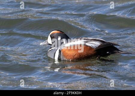 harlequinente, Histrionicus histrionicus, erwachsener drake beim Schwimmen auf dem See, Myvatn, Island Stockfoto