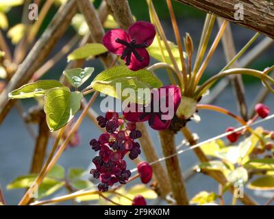 Die schönen dunkelroten Blüten der akebia quinata haben sich geöffnet. Es ist April. Stockfoto