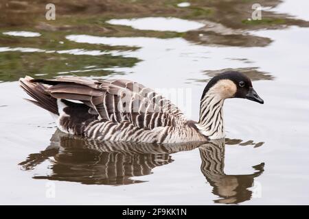 Hawaiianische Gans oder ne-ne oder nene, Branta sandvicensis, erwachsener Vogel, der auf dem Wasser schwimmt Stockfoto