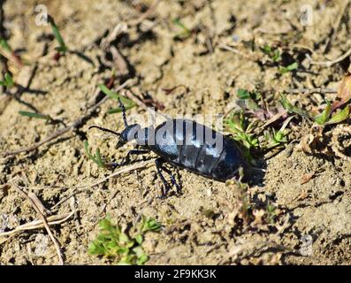 Meloe proscarabaeus, Europäischer Ölkäfer, weiblich Stockfoto