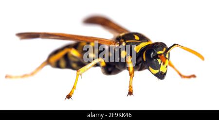 Europäische Wespe Deutsche Wespe oder deutsche gelbe Jacke isoliert Auf weißem Hintergrund in lateinischer Vespula Vulgaris oder Germanica Stockfoto