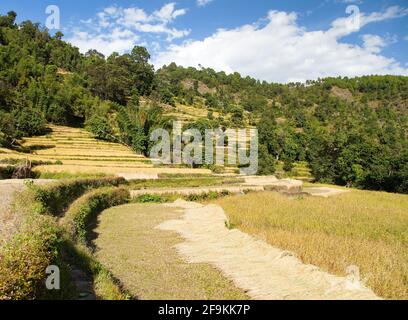 goldene Reisterrassen oder Reisfelder in den Himalaya-Bergen Nepals Stockfoto