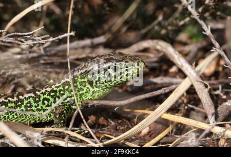 Eine seltene männliche Sandechse, Lacerta Agilis, die im Unterholz nach Nahrung jagt. Stockfoto