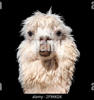 Lama oder lama, ein Tierkopfporträt isoliert auf schwarzem Grund, Anden, Peru Stockfoto