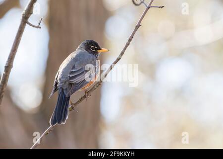 Amerikanischer Rotkehlchen (Turdus migratorius) im Frühjahr Stockfoto