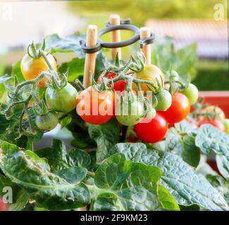 Gartenbau auf dem Balkon: Topfpflanze mit Kirschtomaten voller verzehrfertiger Früchte Stockfoto