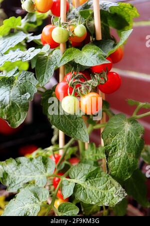 Gartenbau auf dem Balkon: Topfpflanze mit Kirschtomaten voller verzehrfertiger Früchte Stockfoto