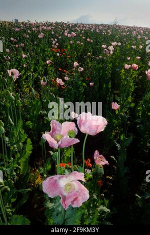 Pink Opium Mohnblumen mit Vollmond Stockfoto