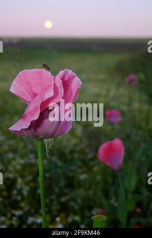 Pink Opium Mohnblumen mit Vollmond Stockfoto