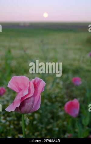 Pink Opium Mohnblumen mit Vollmond Stockfoto