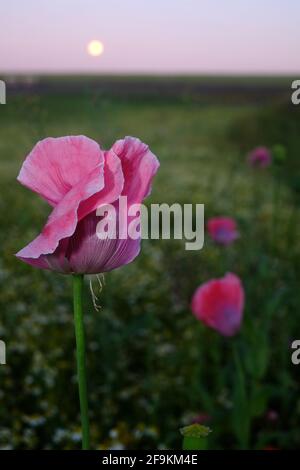 Pink Opium Mohnblumen mit Vollmond Stockfoto