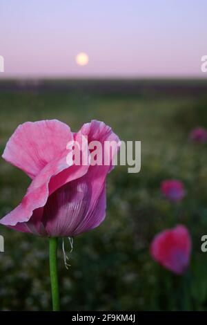 Pink Opium Mohnblumen mit Vollmond Stockfoto