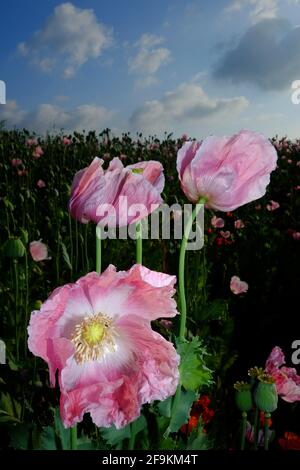 Pink Opium Mohnblumen mit Vollmond Stockfoto