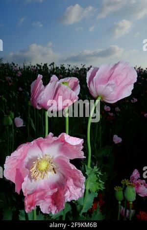 Pink Opium Mohnblumen mit Vollmond Stockfoto