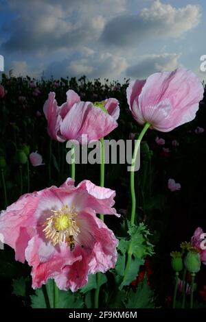 Pink Opium Mohnblumen mit Vollmond Stockfoto