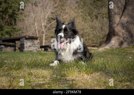 Ein wunderbarer Border Collie Welpe entspannt sich auf einer Holzbank im Wald liegend Stockfoto