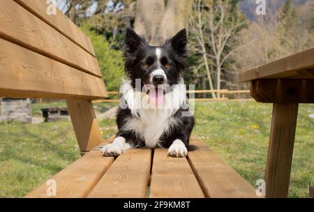 Ein wunderbarer Border Collie Welpe entspannt sich auf einer Holzbank im Wald liegend Stockfoto