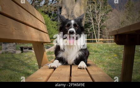 Ein wunderbarer Border Collie Welpe entspannt sich auf einer Holzbank im Wald liegend Stockfoto