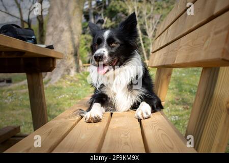 Ein wunderbarer Border Collie Welpe entspannt sich auf einer Holzbank im Wald liegend Stockfoto