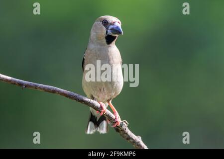Hagefinch, Coccothraustes coccothraustes, alleinreifes Weibchen, das auf einem Ast eines Baumes thront, Ungarn Stockfoto