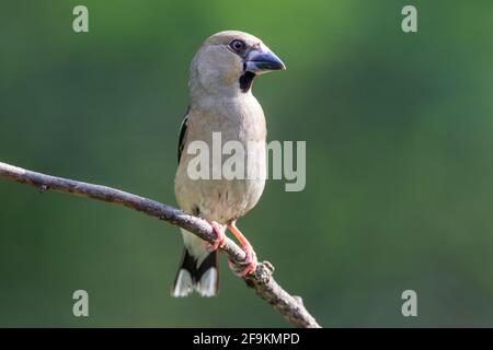 Hagefinch, Coccothraustes coccothraustes, alleinreifes Weibchen, das auf einem Ast eines Baumes thront, Ungarn Stockfoto