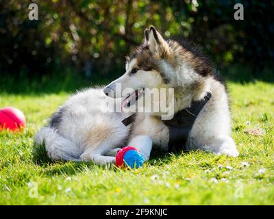 Alaskan Malamute Hund mit Ball auf dem Gras ruhen nach dem Spiel fetch, UK Stockfoto