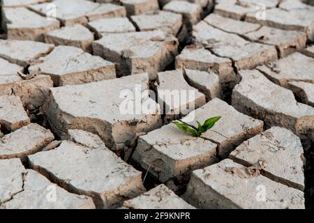 Ein grüner Sprossen sprießt aus trockener, rissiger Erde, dem Mangel an Regen, einer globalen Naturkatastrophe, einem Konzept der Hoffnung und Träume Stockfoto