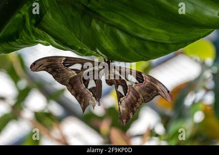 Atlas Moth, Attacus Atlas, diese sind die größten Motten in der Welt mit einer Spannweite von 10-12 Zoll, beheimatet in Südostasien Stockfoto