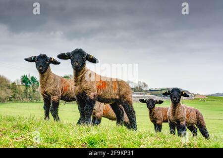 Eine Schar freundlicher Suffolk-Pedigree-Lämmer starrt den Fotografen voller Neugier an. Die Umgebung ist ein Bauernhof an der Südostküste von Cornwall. Stockfoto