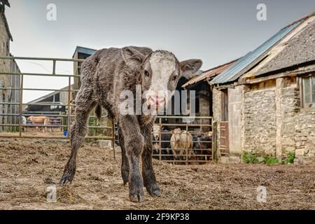 Ein etwa 4/5 Stunden altes, neu geborenes Kalb im Hof blickt mit der Kamera ziemlich neugierig auf den seltsamen Mann, der die Herde auf dem Rücken überwacht. Stockfoto