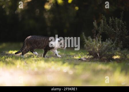 Britisch Kurzhaar Katze bei einem Spaziergang durch den Hinterhof Stockfoto