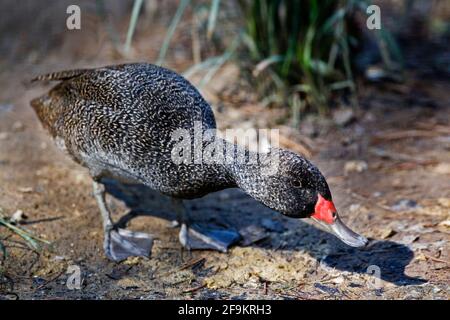 Freckled Duck, Stictonetta naevosa, aggressiv Stockfoto