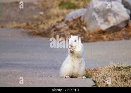 White Eichhörnchen Überprüfung seiner Umgebung beim Naschen Stockfoto