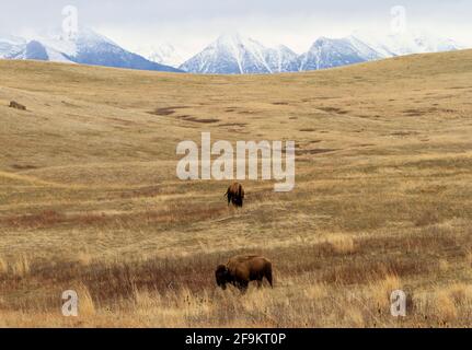 Zwei Bisons (Bison Bison) füttern auf dem intermountain-Grasland der National Bison Range vor den schneebedeckten Mission Mountains. Stockfoto